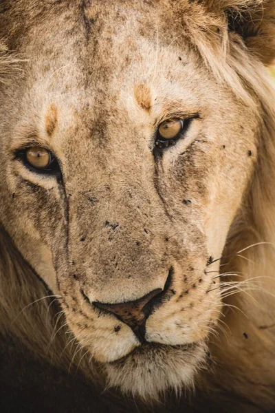 Ένα Ισχυρό Λιοντάρι Ένα Χωράφι Στην Ερημιά — Φωτογραφία Αρχείου