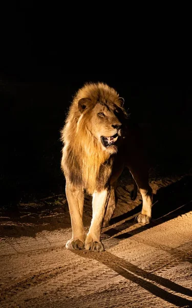 南アフリカ北東部のクルーガー国立公園にある雄ライオン — ストック写真