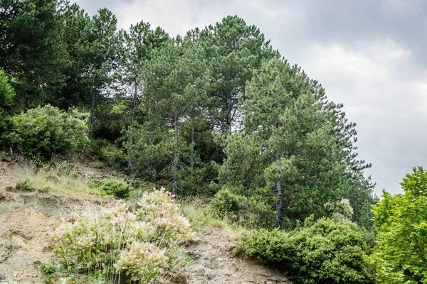 View Wild Plants Growing Mountain Slope — Stock Photo, Image