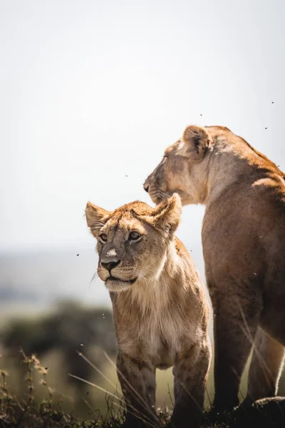 Zwei Löwenweibchen Beobachten Aufmerksam Die Umgebung Vor Verschwommenem Hintergrund — Stockfoto