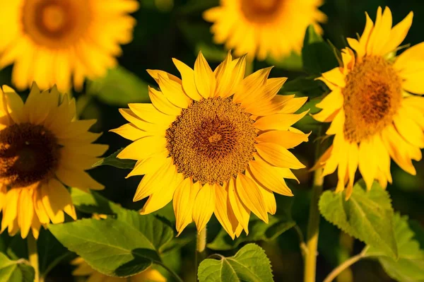 太陽の下でのひまわり畑 黄色の背景 — ストック写真