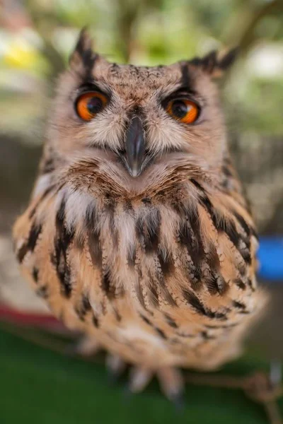 Disparo Vertical Una Cabeza Búho Marrón Con Gran Ojo Con — Foto de Stock