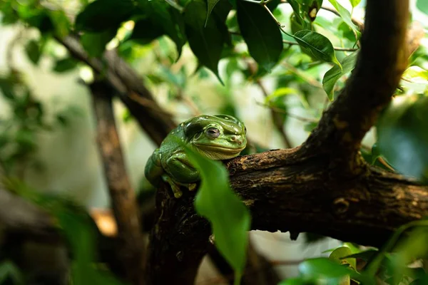 图为一只绿色 华丽的树蛙在树枝上的特写照片 — 图库照片
