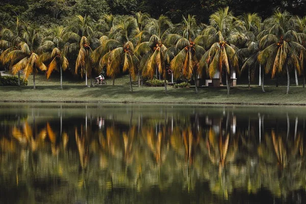 Palmeiras Tropicais Refletidas Lago Calmo — Fotografia de Stock