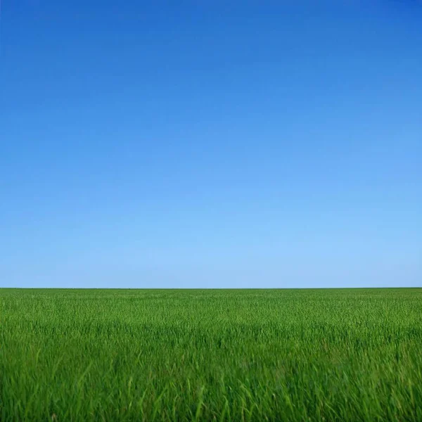 Una Hermosa Vista Campo Con Hierba Fresca Bajo Cielo Azul — Foto de Stock