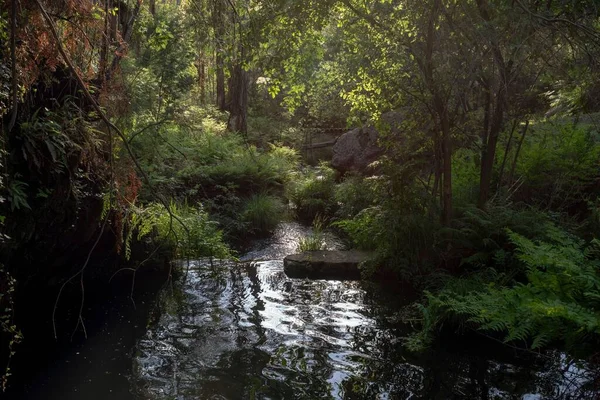 野生の森の中の川の美しいショット — ストック写真
