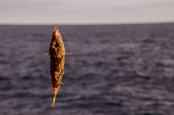 Peixe Marinho Enganchado Sobre Oceano Atlântico Azul — Fotografia de Stock