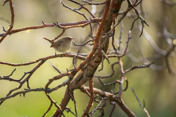 Gros Plan Une Maison Wren Troglodytes Aedon Sur Arbre — Photo