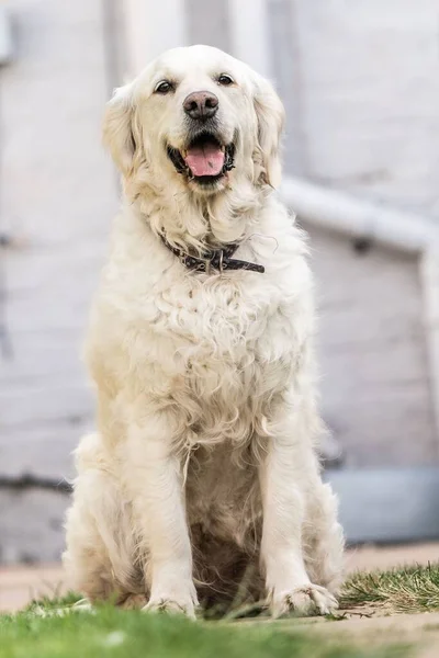 Nantwich Stock Fotografie Stad Zonnige Dag Golden Retrever Huisdier Hond — Stockfoto