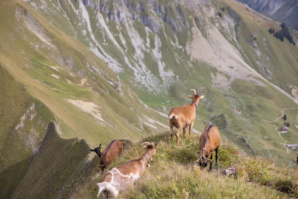 Una Manada Cabras Montaña Una Montaña Herbosa Campo — Foto de Stock