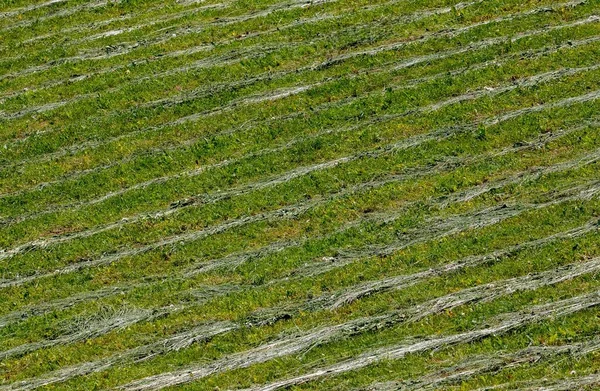 Rzędy Trawy Koszone Polu Zielone Tradycyjne — Zdjęcie stockowe