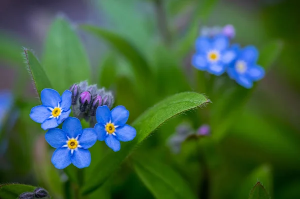 Eine Selektive Fokusaufnahme Von Myosotis Sylvatica Blüten Garten — Stockfoto