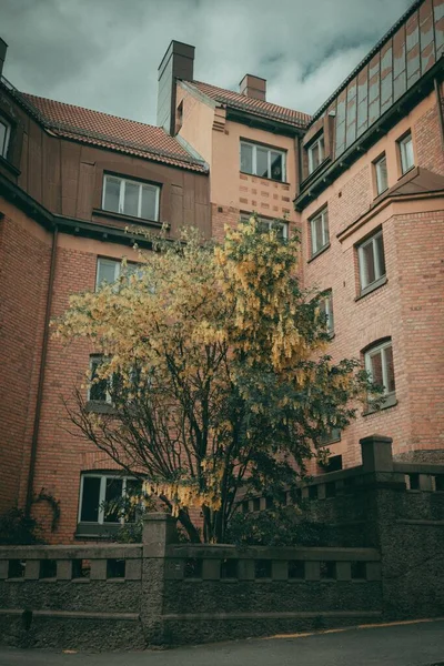Sveç Stockholm Bir Binanın Önündeki Bir Ağacın Düşük Açılı Görüntüsü — Stok fotoğraf