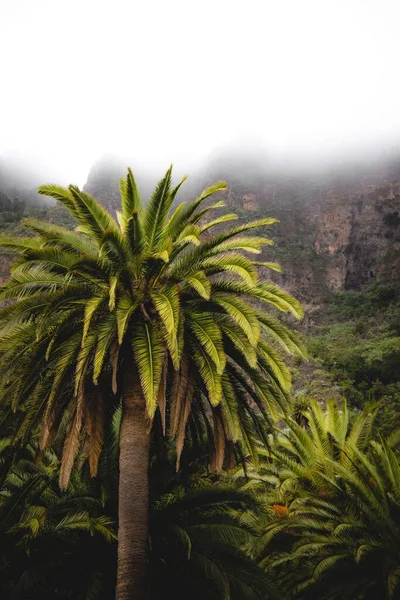 Beau Paysage Palmiers Dans Une Jungle Tropicale Brumeuse — Photo