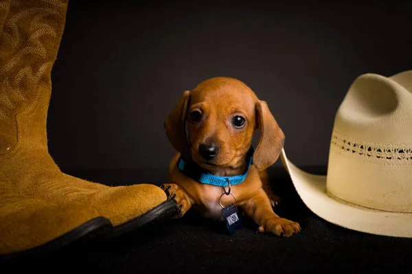 Very Cute High Definition Studio Portraits Dachs — Stock Photo, Image