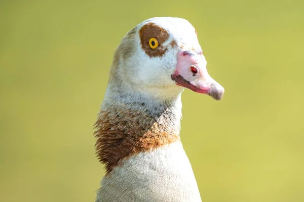 Porträt Einer Ägyptischen Gans Vor Grünem Hintergrund — Stockfoto