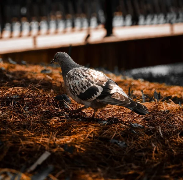 건초더미 아름다운 비둘기를 — 스톡 사진
