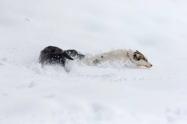 Een Witte Husky Een Zwart Lab Labrador Retriever Verstopt Sneeuw — Stockfoto