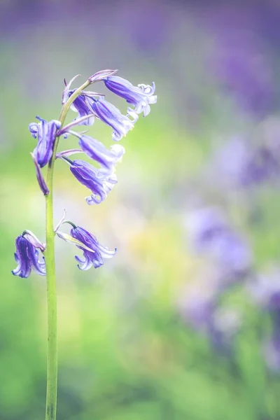 Tiro Vertical Foco Raso Dos Bluebells Comuns Hyacinthoides Non Scripta — Fotografia de Stock