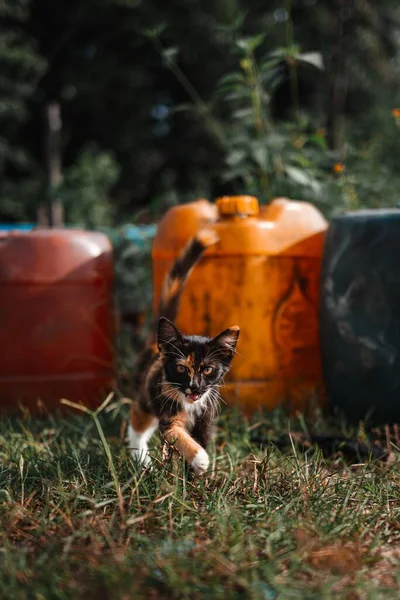 Una Toma Selectiva Enfoque Gato Caminando Aire Libre — Foto de Stock
