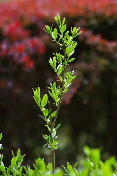 Eine Vertikale Aufnahme Der Wachsenden Pflanze Mit Grünen Blättern Isoliert — Stockfoto