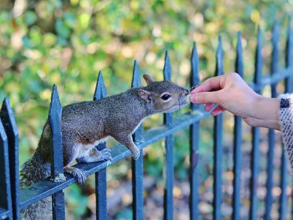 Mão Uma Mulher Alimentando Esquilo Parque Hyde Londres — Fotografia de Stock