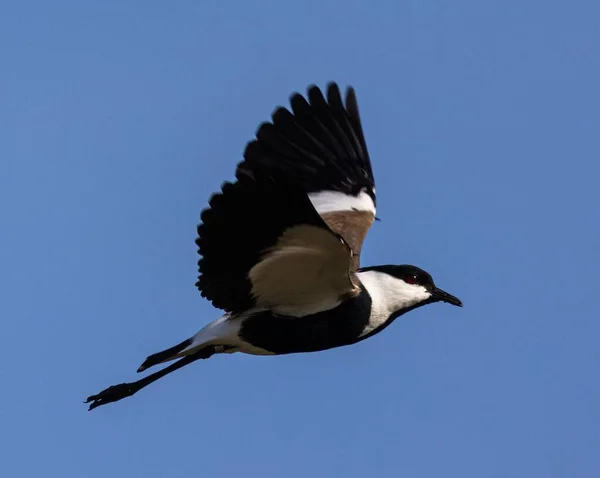 Primer Plano Lapwing Con Alas Espolón Vanellus Spinosus Volando Cielo —  Fotos de Stock