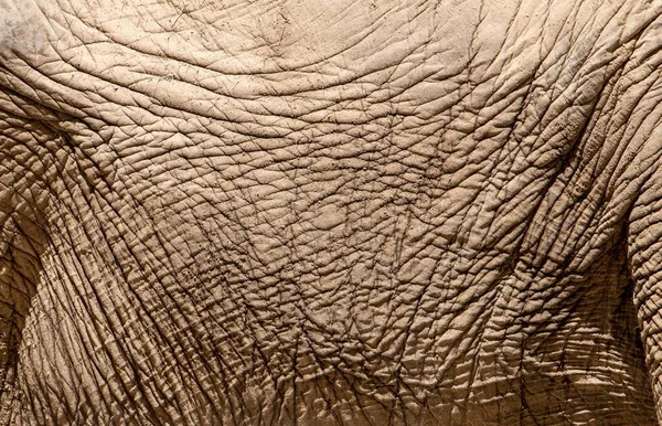 Eine Nahaufnahme Mit Der Textur Der Haut Eines Elefanten Detail — Stockfoto