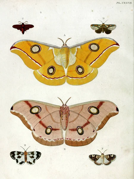 一本旧书中的古老的蝴蝶手绘插图 — 图库照片