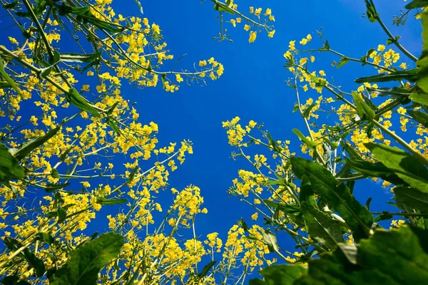 蓝色的天空映衬着黄花的特写 — 图库照片