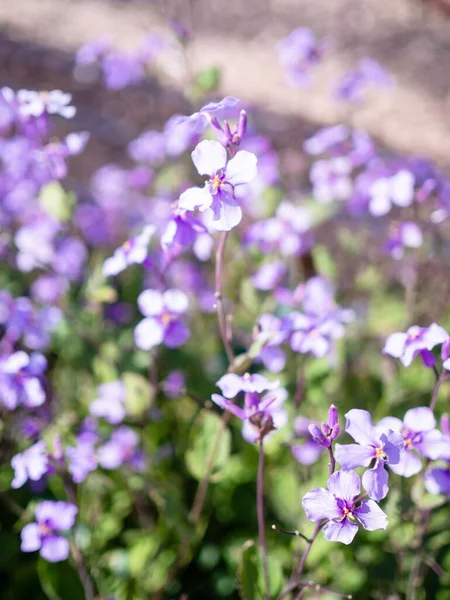 Vertical Closeup Purple Sea Lavenders Growing Shrub — Stock Photo, Image