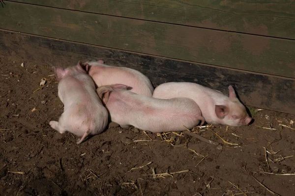 Vier Schlafende Ferkel Sus Domesticus Zusammengekauert Der Sonne Hinter Dem — Stockfoto