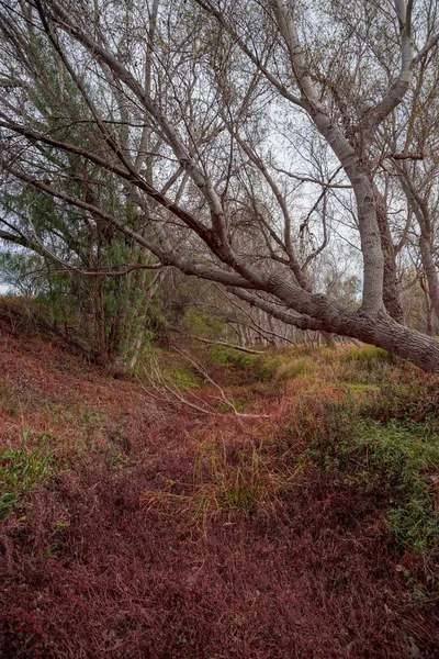 Вертикальный Снимок Лиственного Дерева Лесу Сушеных Растений Зеленых Кустарников — стоковое фото