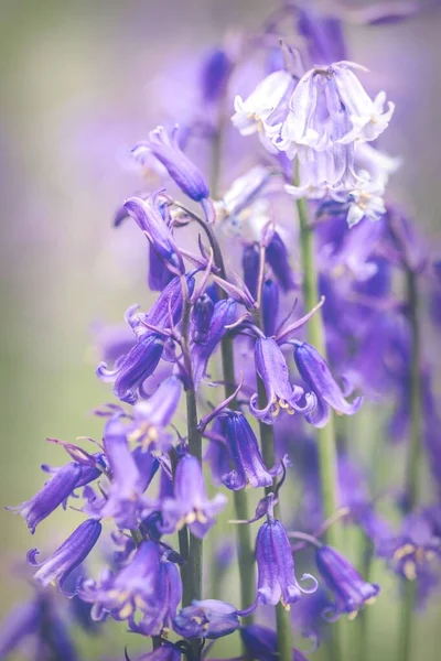 Tiro Foco Seletivo Vertical Sinos Azuis Comuns Hyacinthoides Non Scripta — Fotografia de Stock