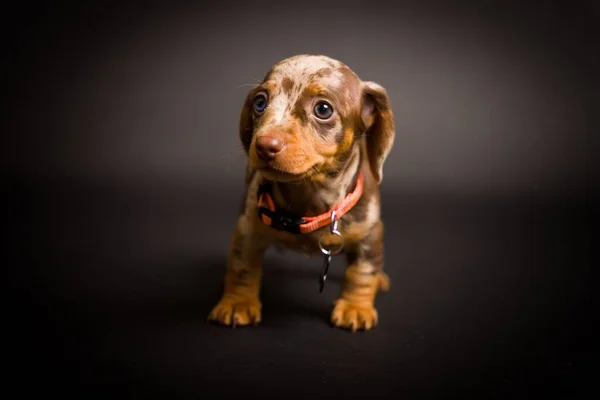 スタジオのポートレートを小道具で撮影した非常に愛らしいダックスフントの子犬 これらの写真はとても愛らしいです — ストック写真