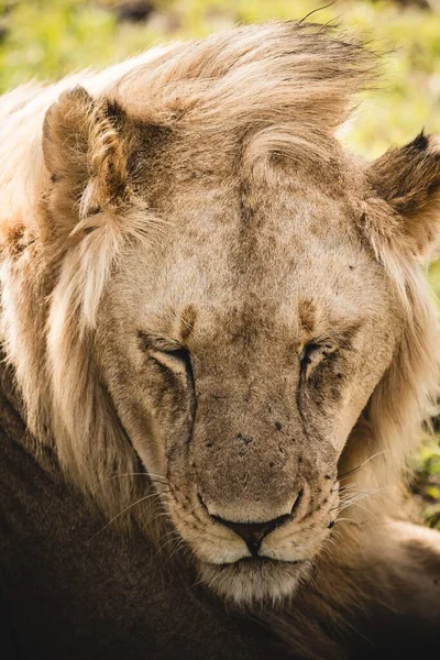 狮子的眼睛闭着 他的鬃毛随风飘荡的垂直镜头 — 图库照片