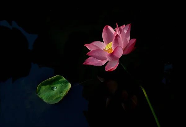 Een Closeup Shot Van Een Roze Waterlelie Een Zwarte Achtergrond — Stockfoto