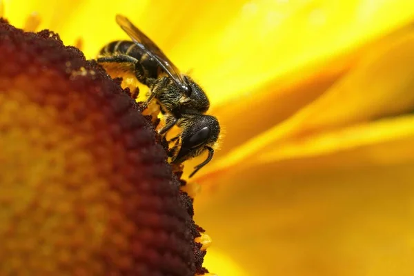 Крупный План Пчелы Масона Джерси Osmia Niveata Сидящей Желтой Чихающей — стоковое фото