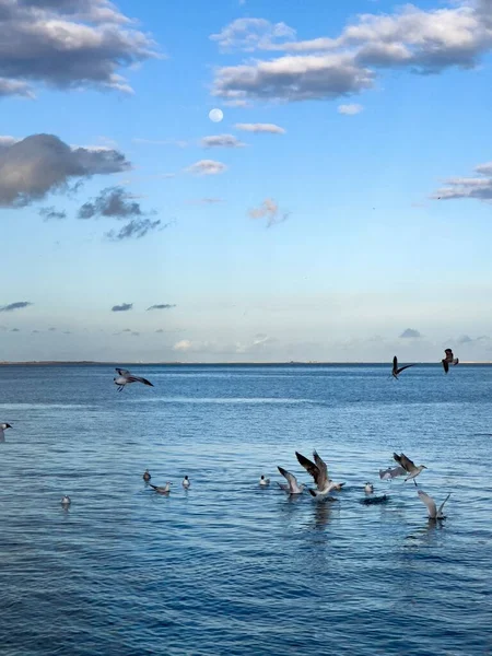 Flock Seagull Birds Fly Sea — Photo