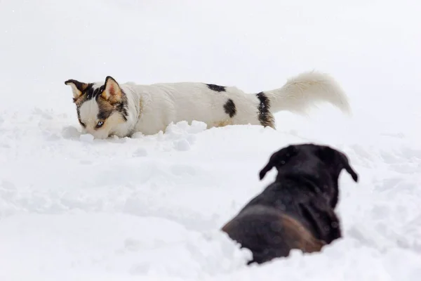 Husky Branco Laboratório Preto Labrador Retriever Escondido Neve — Fotografia de Stock