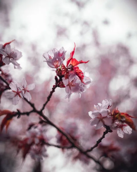 Vertical Selective Focus Shot Pink Blossoms Tree — Fotografia de Stock