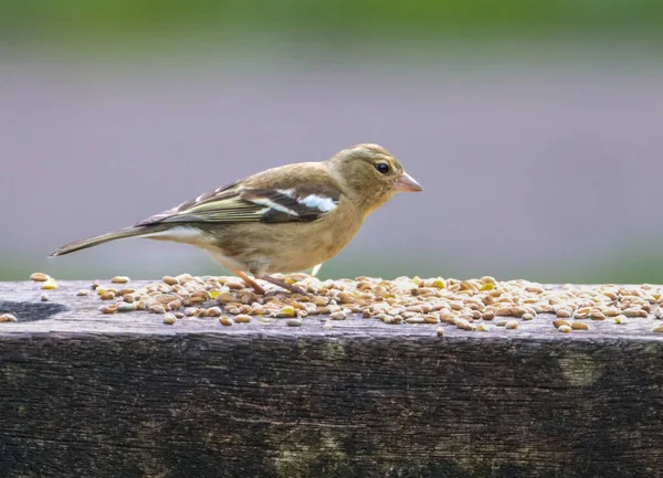 Closeup Shot Common Chaffinch Sitting Wooden Bench Park Many Seeds — Stock Photo, Image