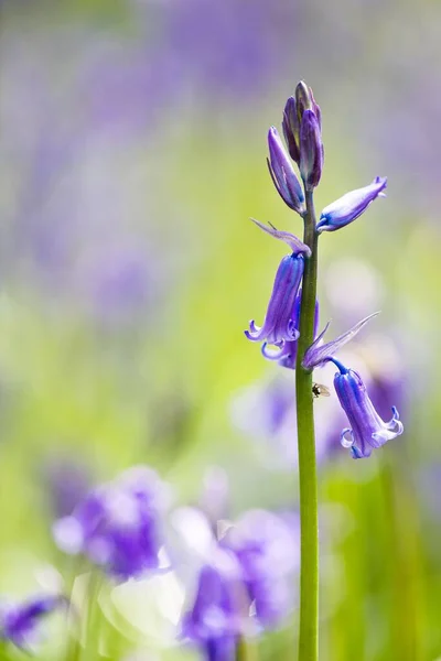 Vertical Closeup Common Bluebell Blur Background — Stock Photo, Image