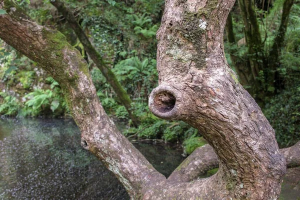 Den Wäldern Stehen Alte Bäume Die Viele Jahre Flussnähe Gewachsen — Stockfoto
