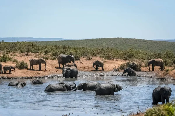 Beautiful Shot Elephants Swimming River Hot Day South Africa Safari — Stock Photo, Image