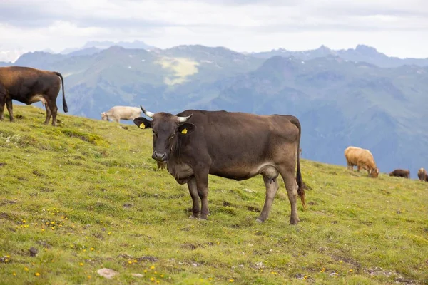 A domestic cow pasturing with other cows in a mountainous area