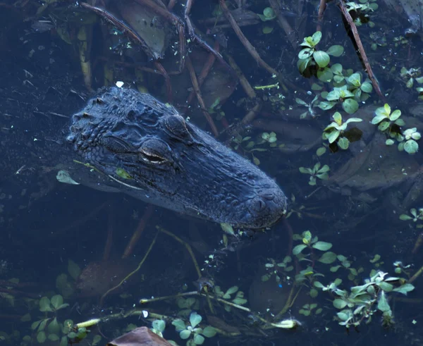 Closeup Shot Alligator — Stock Photo, Image