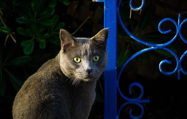 Mignon Chat Gris Fixe Avec Ses Yeux Verts Sur Caméra — Photo