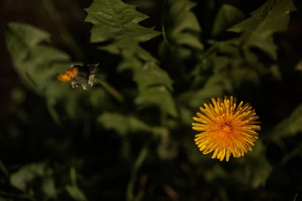 Een Gele Paardenbloem Bloemen Met Grote Verse Bladeren Gevangen Het — Stockfoto