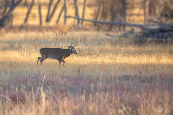 Galo Whitetail Nas Montanhas Rochosas Colorado Manhã Prado Montanha Alta — Fotografia de Stock